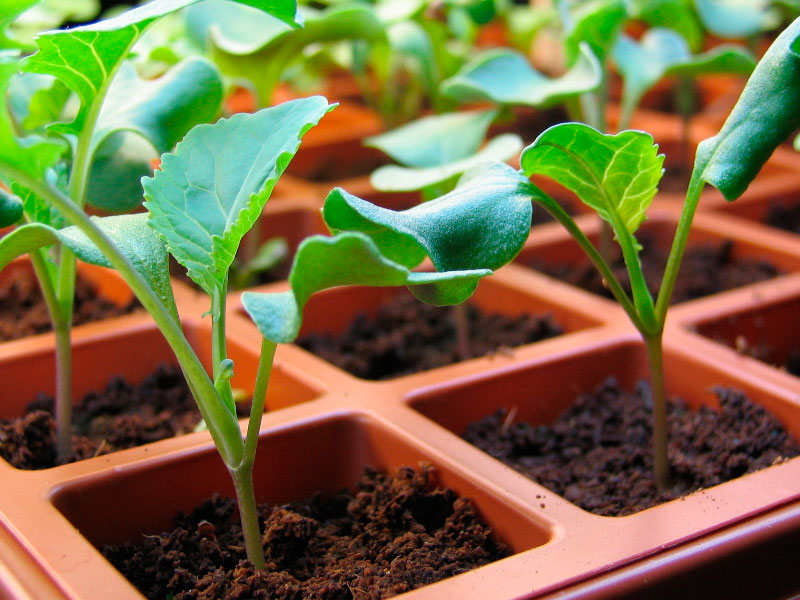 Посадка и выращивание декоративной капусты (брассика) из семян, фото