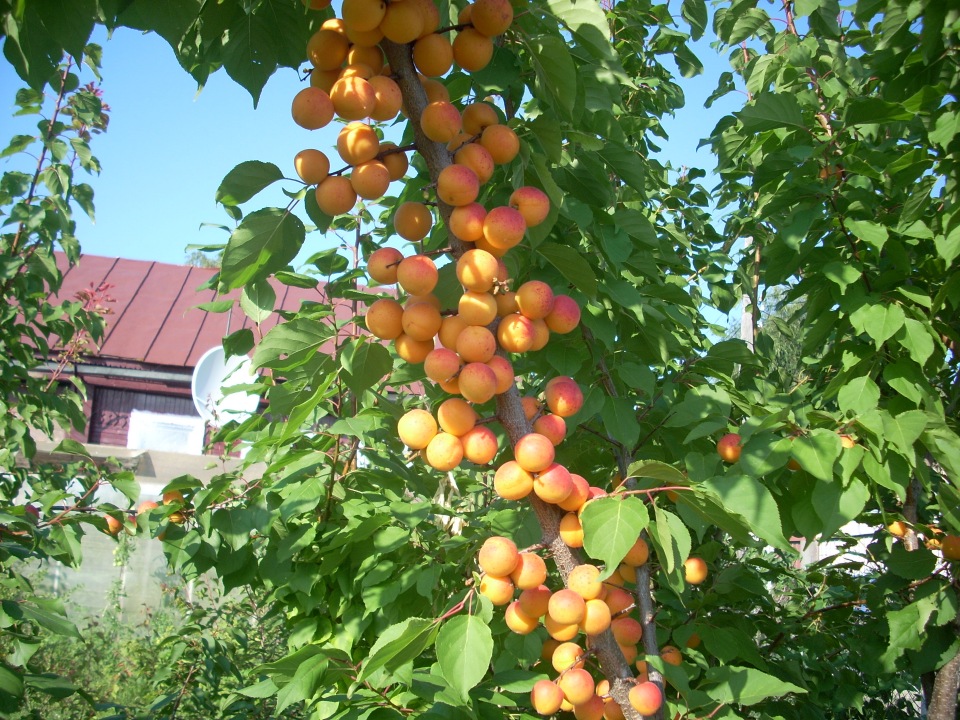 Сорта персика для выращивания в средней полосе
