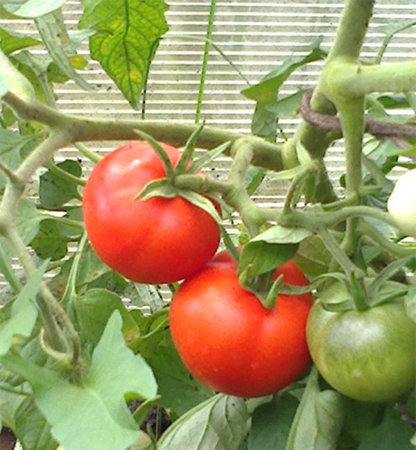 Вкусный и урожайный томат «марманде»: описание сорта и фото плодов