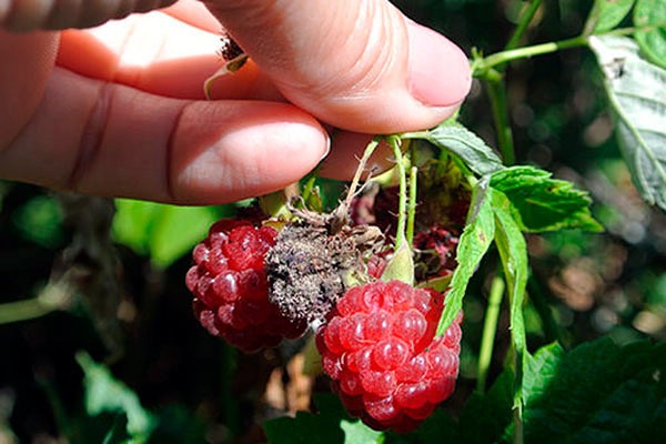 Почему ягоды малины не растут: что делать и как вернуть плодоношение