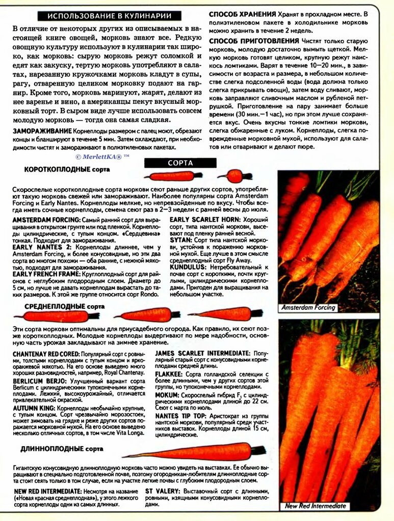 Какой сорт моркови лучше выбрать? описание самых урожайных видов овоща