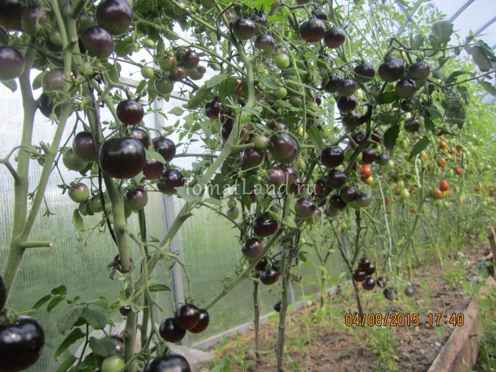 Томат черная гроздь - фото, описание сорта, отзывы огородников