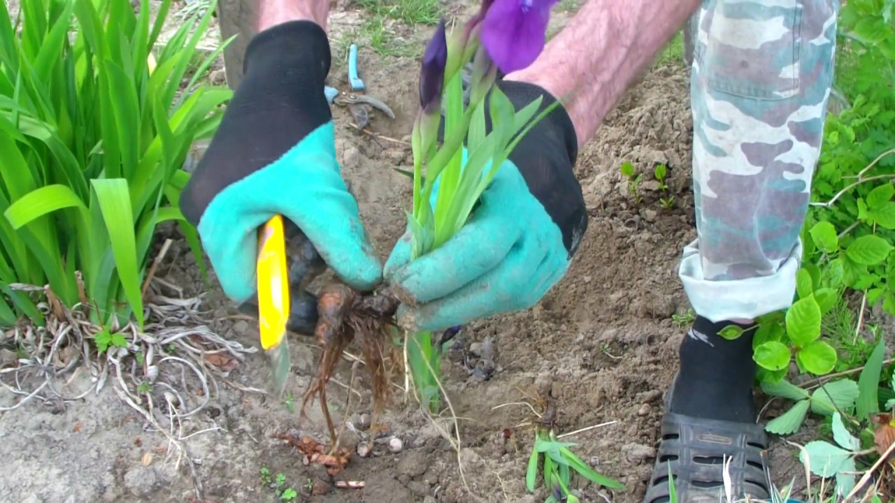 «петушки» или ирисы: посадка и уход в открытом грунте, особенности выращивания неприхотливой садовой культуры с оригинальным цветением