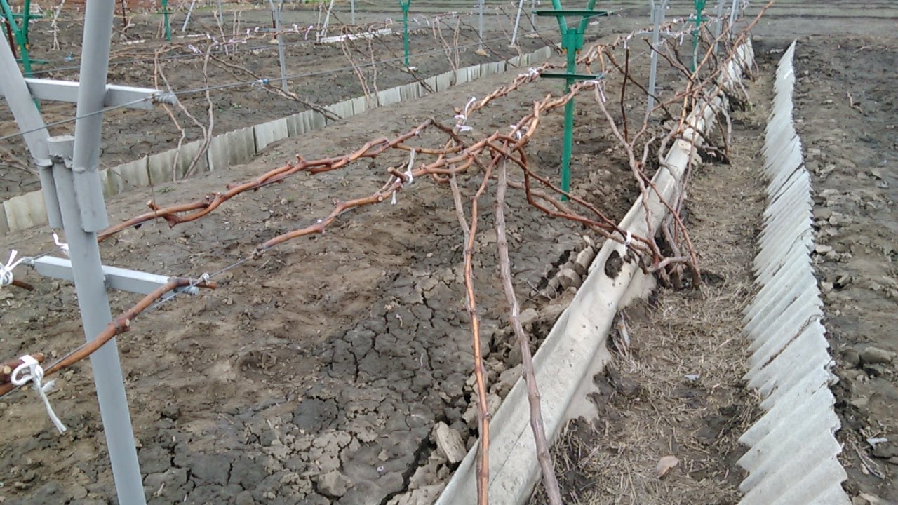 Формирование куста винограда: технологии, схемы обрезки лозы для начинающих