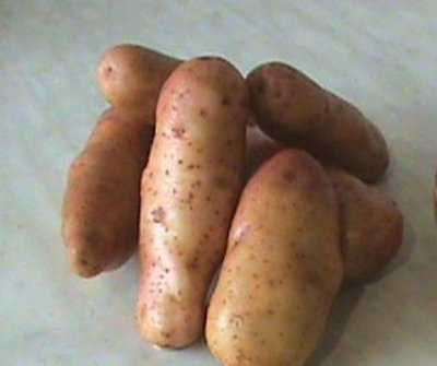 Картофель иван да марья — описание сорта с фото, характеристики, правила выращивания и ухода