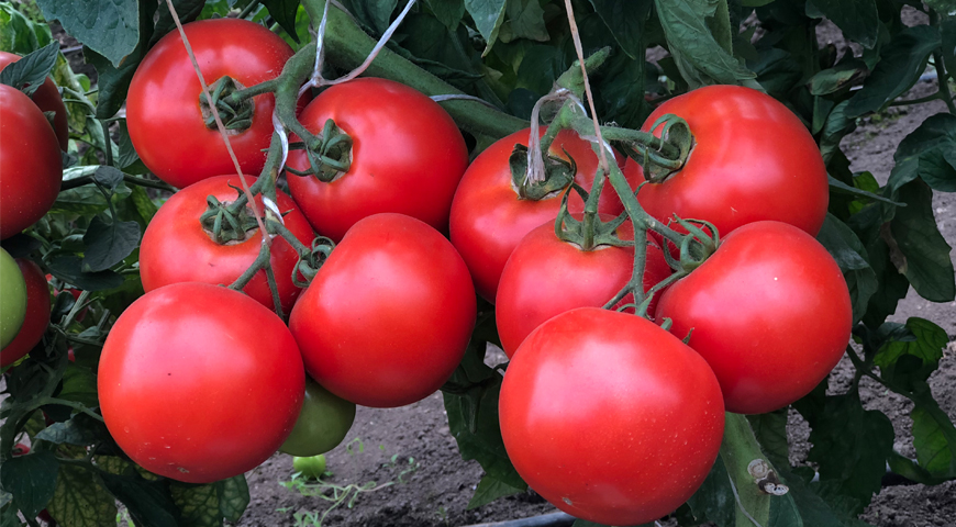 "великие" томаты - екатерина, владимир и александр, отзывы, фото, урожайность