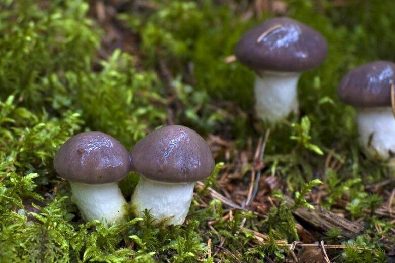 Мокруха еловая: фото, описание и особенности этого гриба