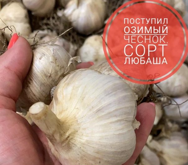 Чеснок любаша: описание сорта и его достоинства, урожайность с 1 га, правила посадки и ухода, борьба с болезнями и вредителями, а также лечебные свойства овоща русский фермер