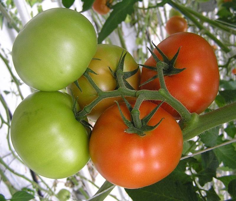 Ураган f1: ранний томат с мощным урожаем. описание и рекомендации по выращиванию