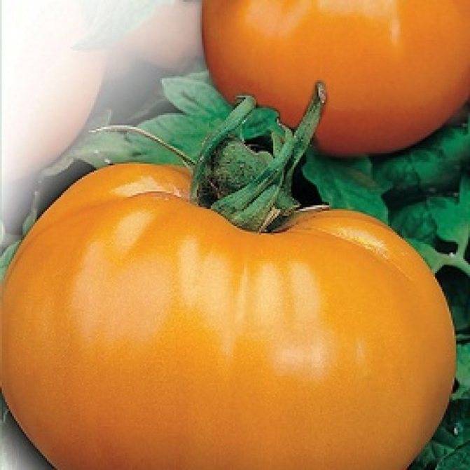 ✅ оранжевый слон: описание сорта томата, характеристики помидоров, посев - tehnomir32.ru