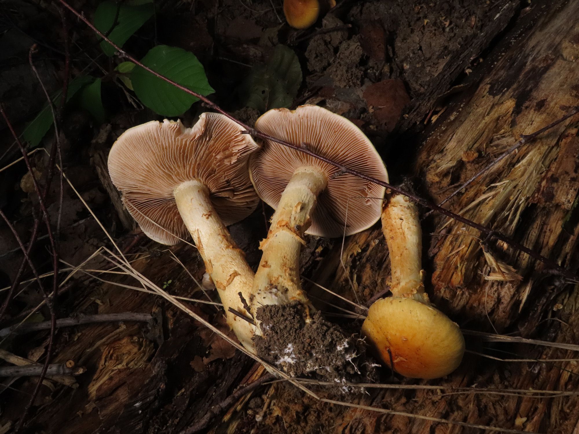 Пластинчатые грибы: съедобные с фото и названиями