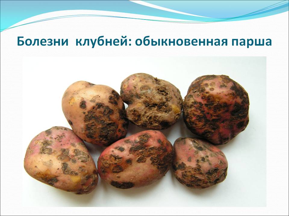 Парша на картофеле: методы борьбы с болезнью