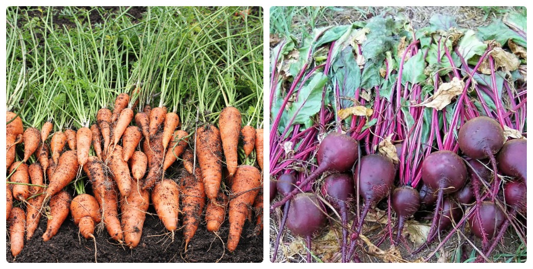 Как правильно выкапывать и когда убирать морковь с грядки на хранение? русский фермер