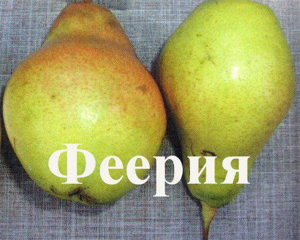 Груша феерия: описание сорта и фото selo.guru — интернет портал о сельском хозяйстве