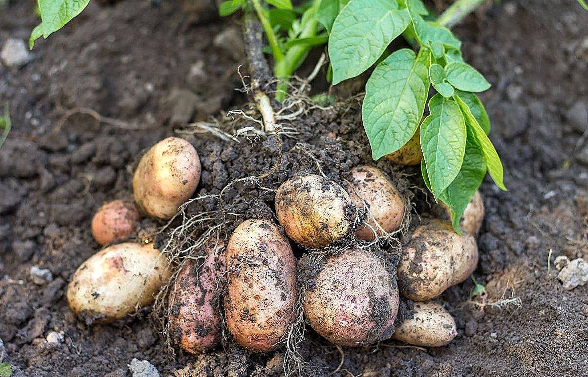 Обрывать ли ростки у картофеля перед посадкой