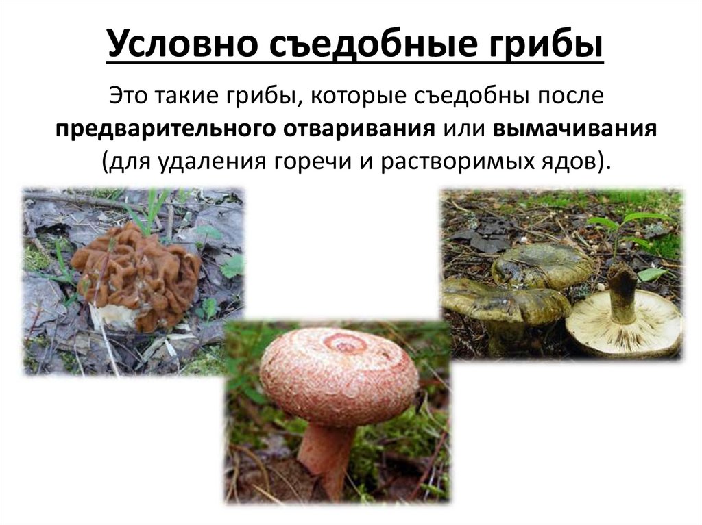Правила сбора грибов. съедобные, несъедобные и ядовитые грибы | флористика на "добро есть!"