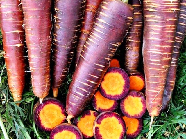 Фиолетовая морковь: полезные свойства, описание и особенности выращивания с фото
