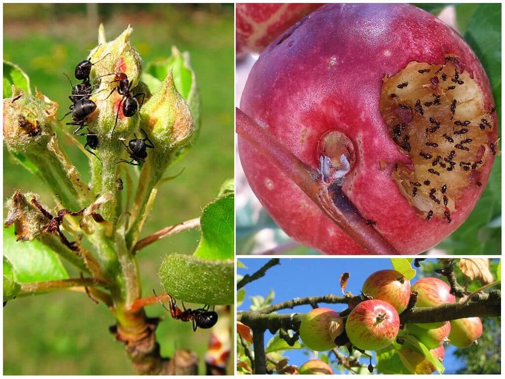 Вредители на яблони фото и борьба