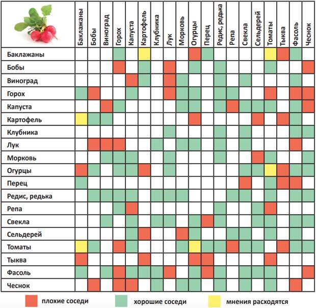 Можно ли в теплице сажать и огурцы и помидоры: особенности, совместимость, посадка и уход, совместное выращивание русский фермер