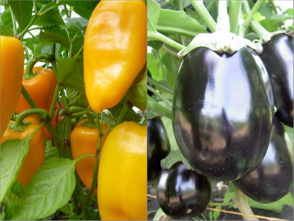 Можно ли сажать баклажаны в одной теплице с помидорами и рядом с огурцами, с чем нельзя вместе, выращивание и уход, если томаты — соседи в парнике из поликарбоната