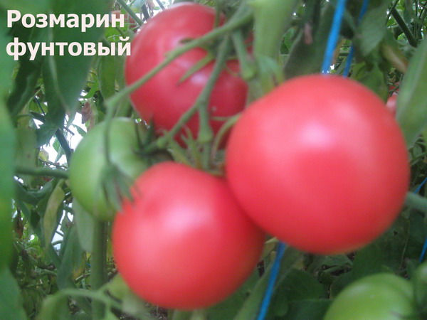 Томат розмарин: описание сорта, характеристики, фото русский фермер