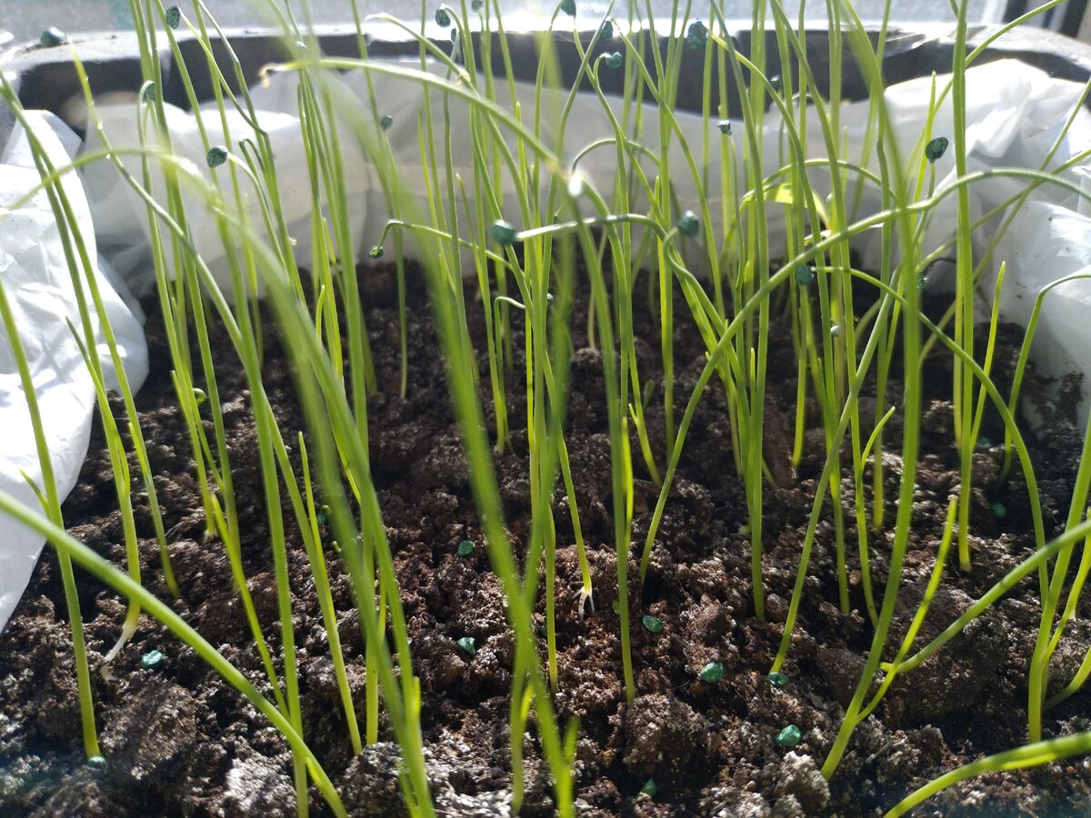 Выращивание лука эксибишен в сибири через рассаду: сроки, когда сажать, можно ли сеять семена в открытый грунт, как вырастить культуру в этом регионе?