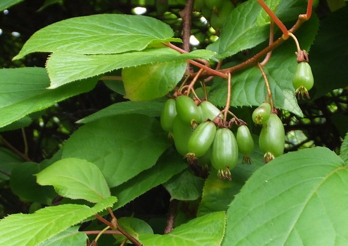 Актинидия коломикта самоплодная, вид аргута и другия плодово-ягодные сорта растения
