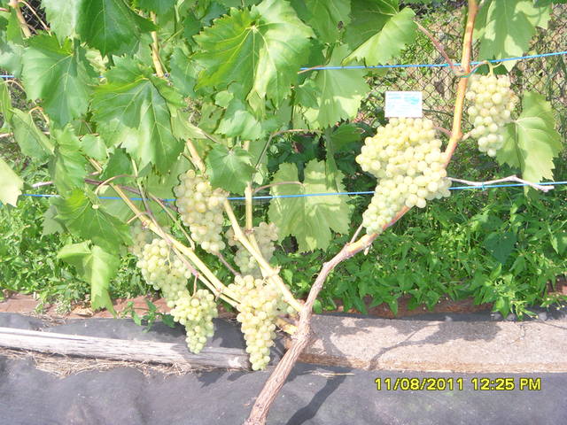 Сорт винограда кишмиш 342: описание, фото