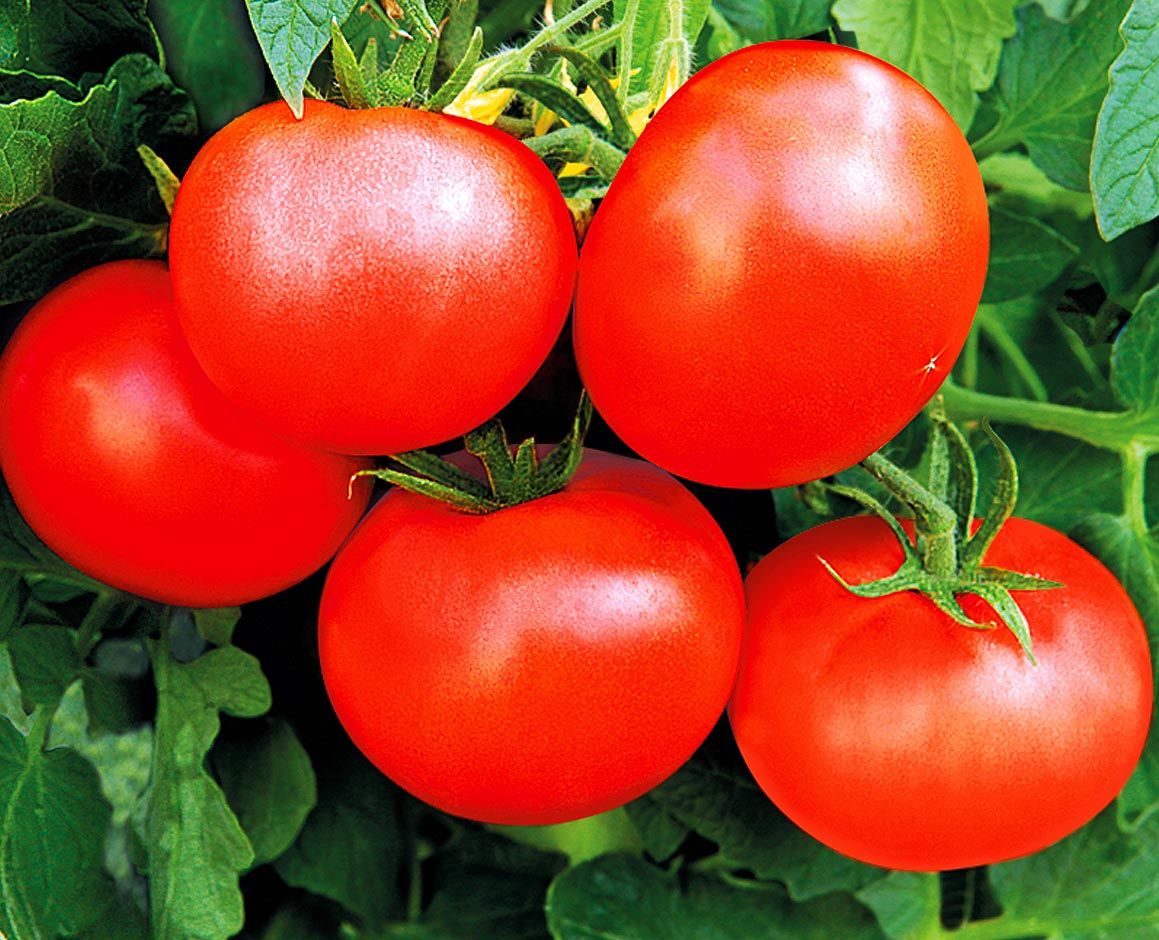 Томаты для красноярского края лучшие сорта. томаты — лучшие сорта для открытого грунта | дачная жизнь