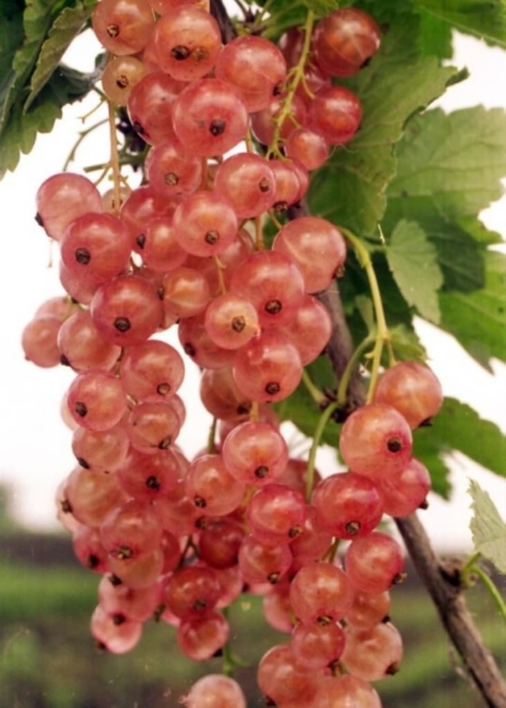 Смородина щедрая: описание сорта красной смородины, выращивание - посадка и уход