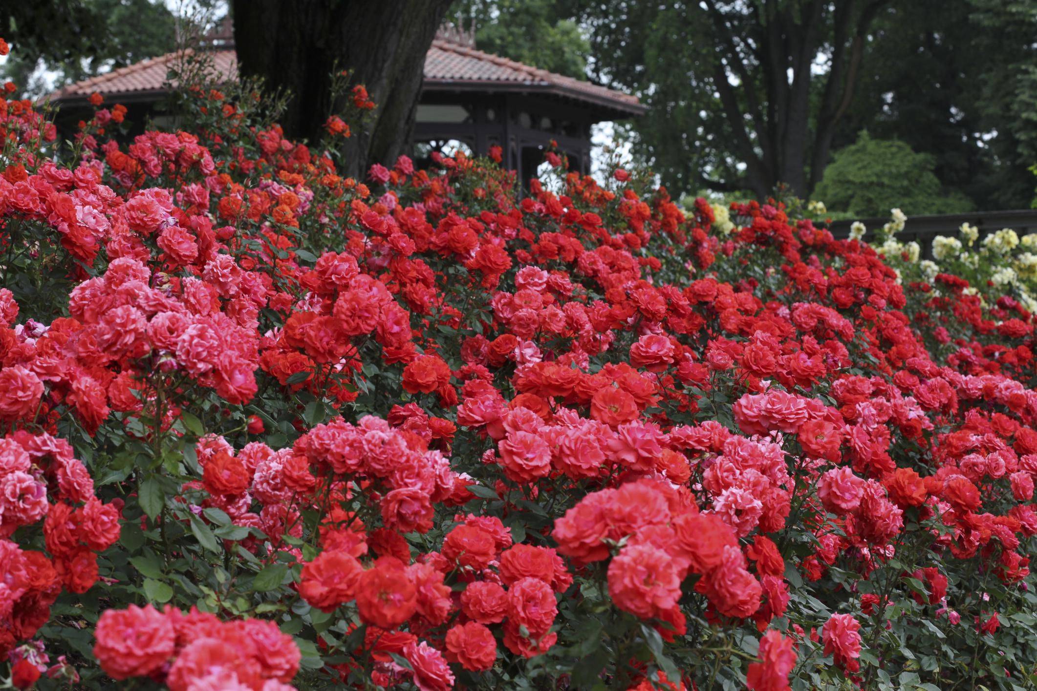 Основные правила по уходу и выращиванию розы флорибунда