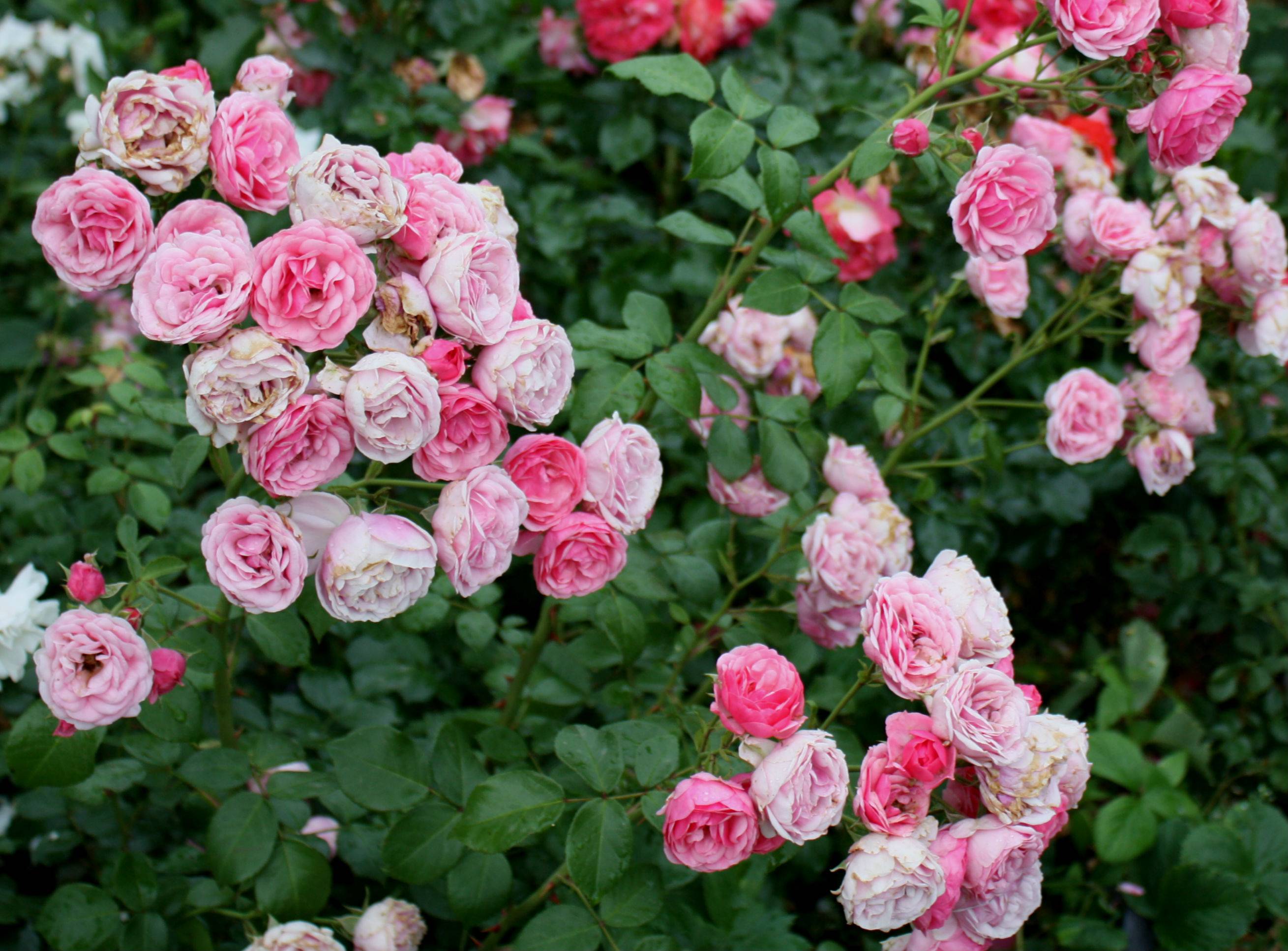 Пионовидные розы — обзор сортов и особенности выращивания