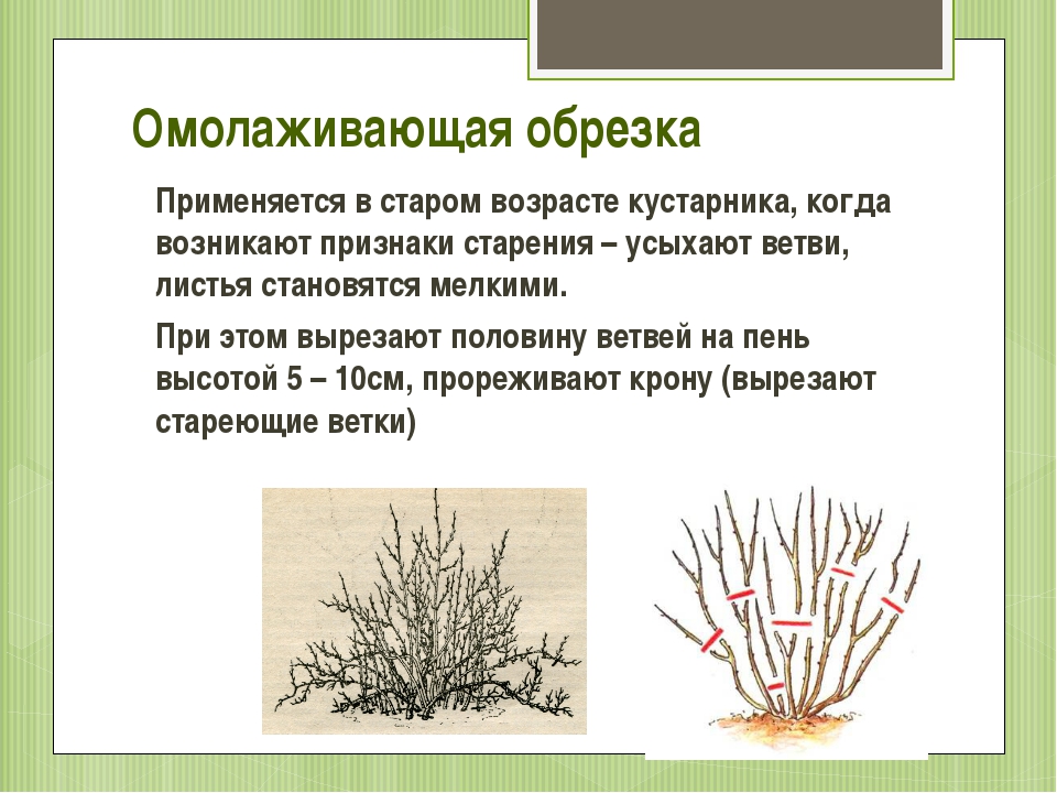 Форзиция: декоративный кустарник, обильно цветущий весной