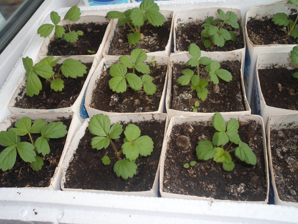 Как вырастить клубнику из семян в домашних условиях на рассаду