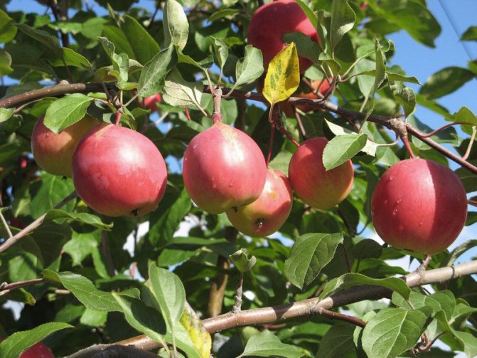 Характеристики яблок аркадик - медоносы | описание, советы, отзывы, фото и видео