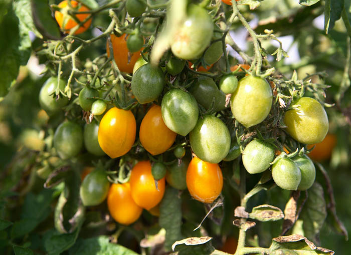 Описание самых лучших, сладких и урожайных сортов помидоров черри