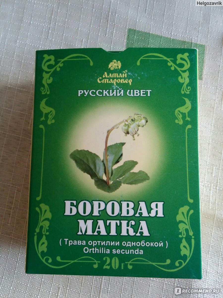 Матка боровая (ортилия однобокая): лечебные свойства, применение в народной и традиционной медицине