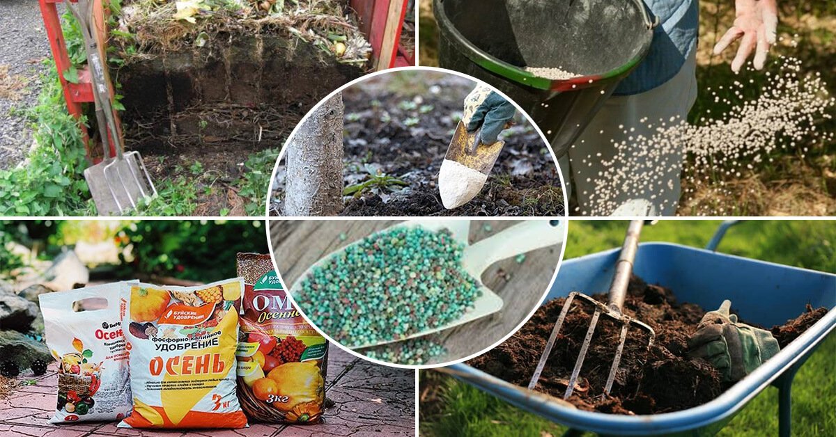 Картофельные очистки как удобрение – для каких растений подходят