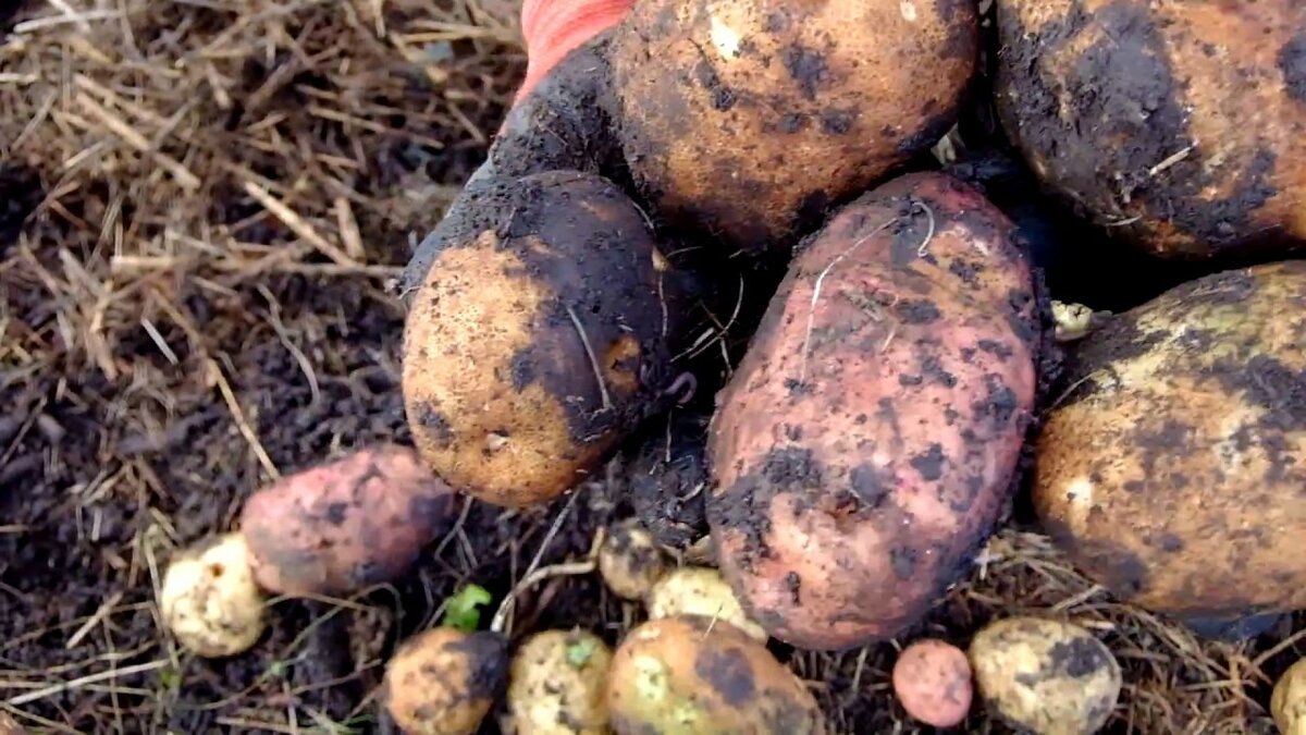 Посадка картофеля под солому - плюсы и минусы, с чего начать выращивание?