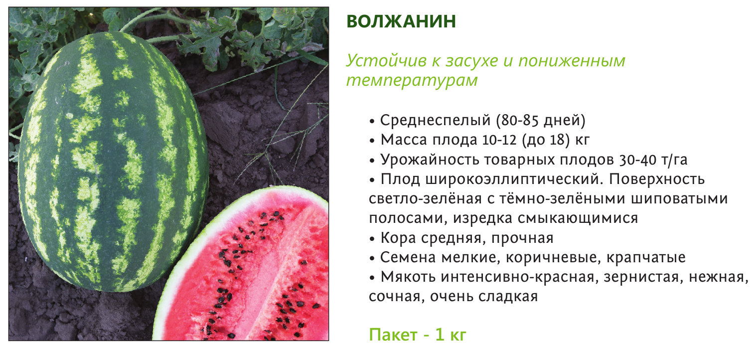 ✅ все об арбузе астраханском: агротехника, описание сорта, выращивание - tehnomir32.ru