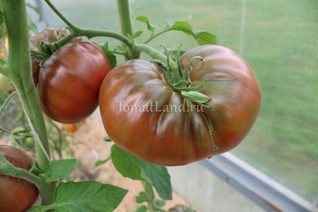 Сорта черных томатов с фото и описанием