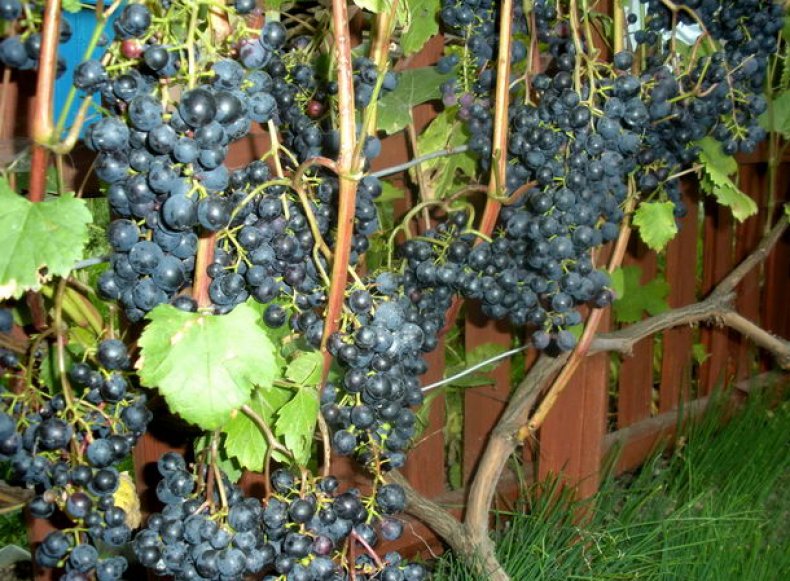 Виноград загадка шарова: характеристика и описание, посадка и уход