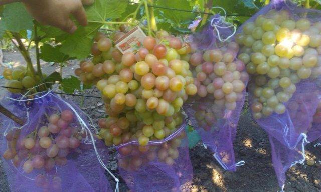 Виноград «атос» характеристика сорта, описание особенностей плодов и лозы, отзывы и фото