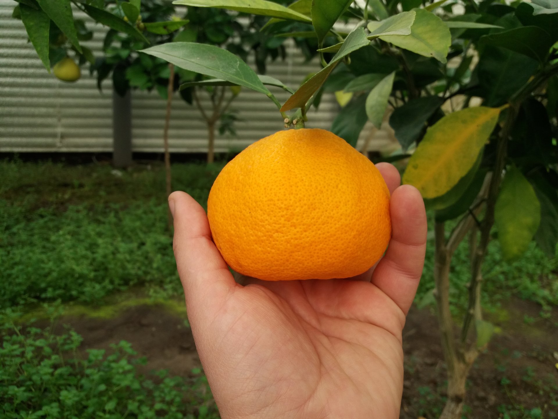 Мандариновое дерево в горшке: особенности выращивания в домашних условиях - sadovnikam.ru