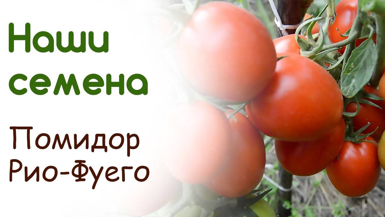 Томаты рио фуего описание сорта - журнал садовода ryazanameli.ru