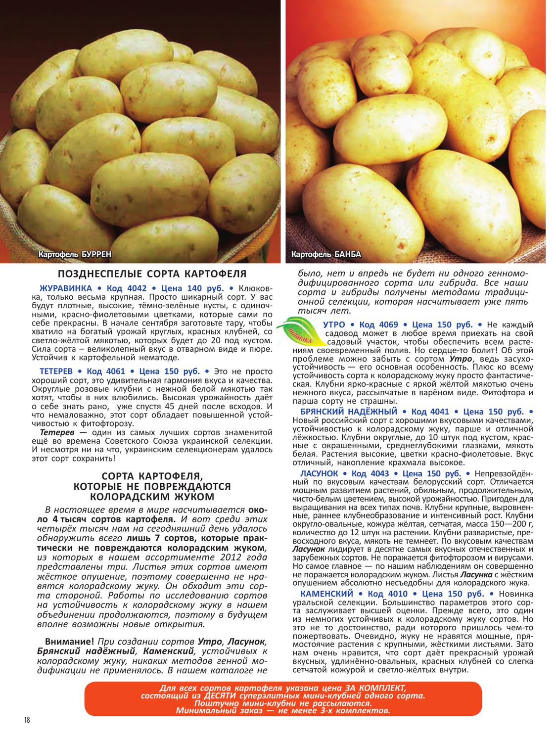 Картофель сказка: описание и характеристика сорта, урожайность, отзывы, фото