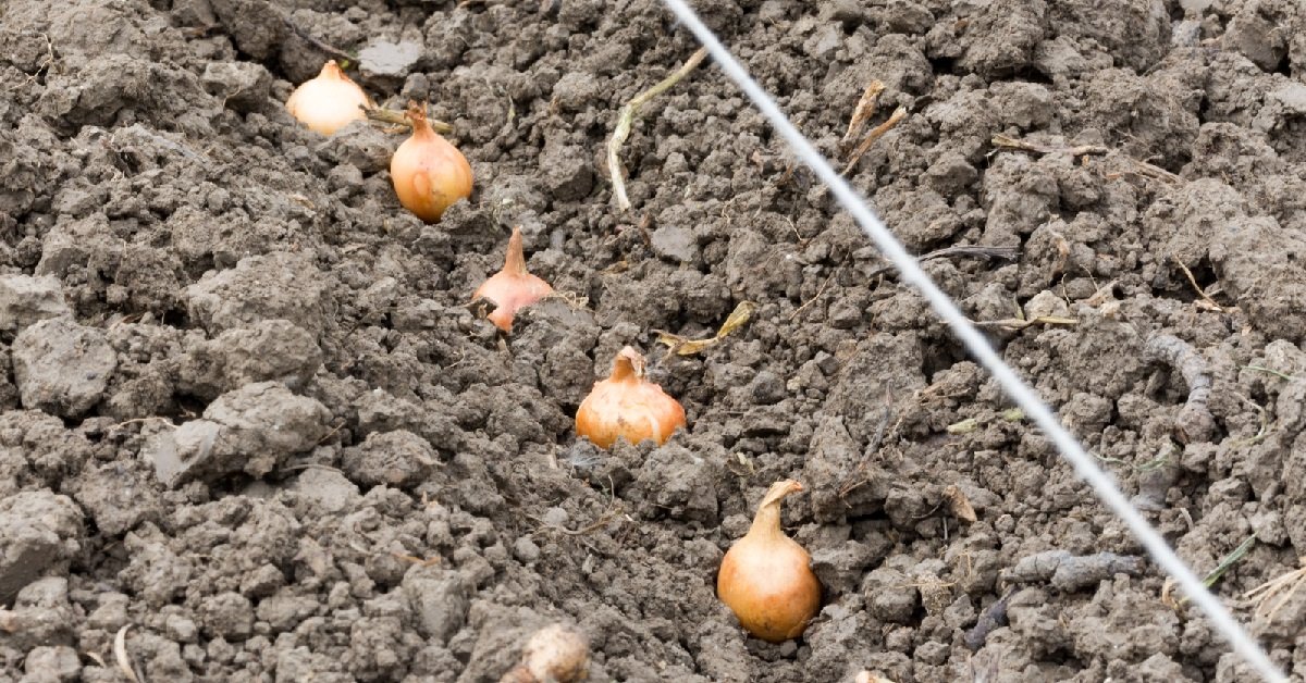 Технология выращивания чеснока в открытом грунте