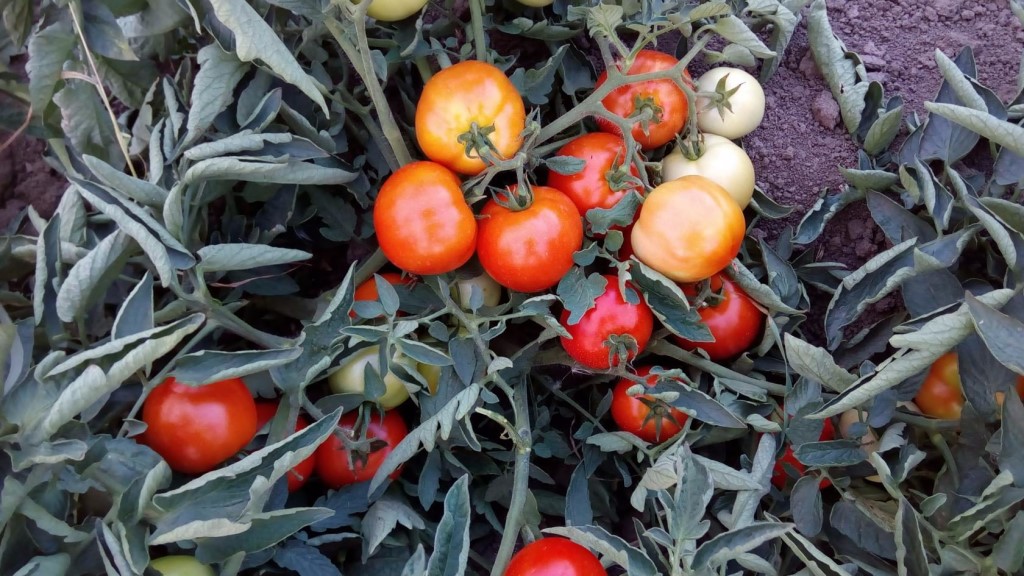 Описание сорта томатов импала и их характеристики - всё про сады