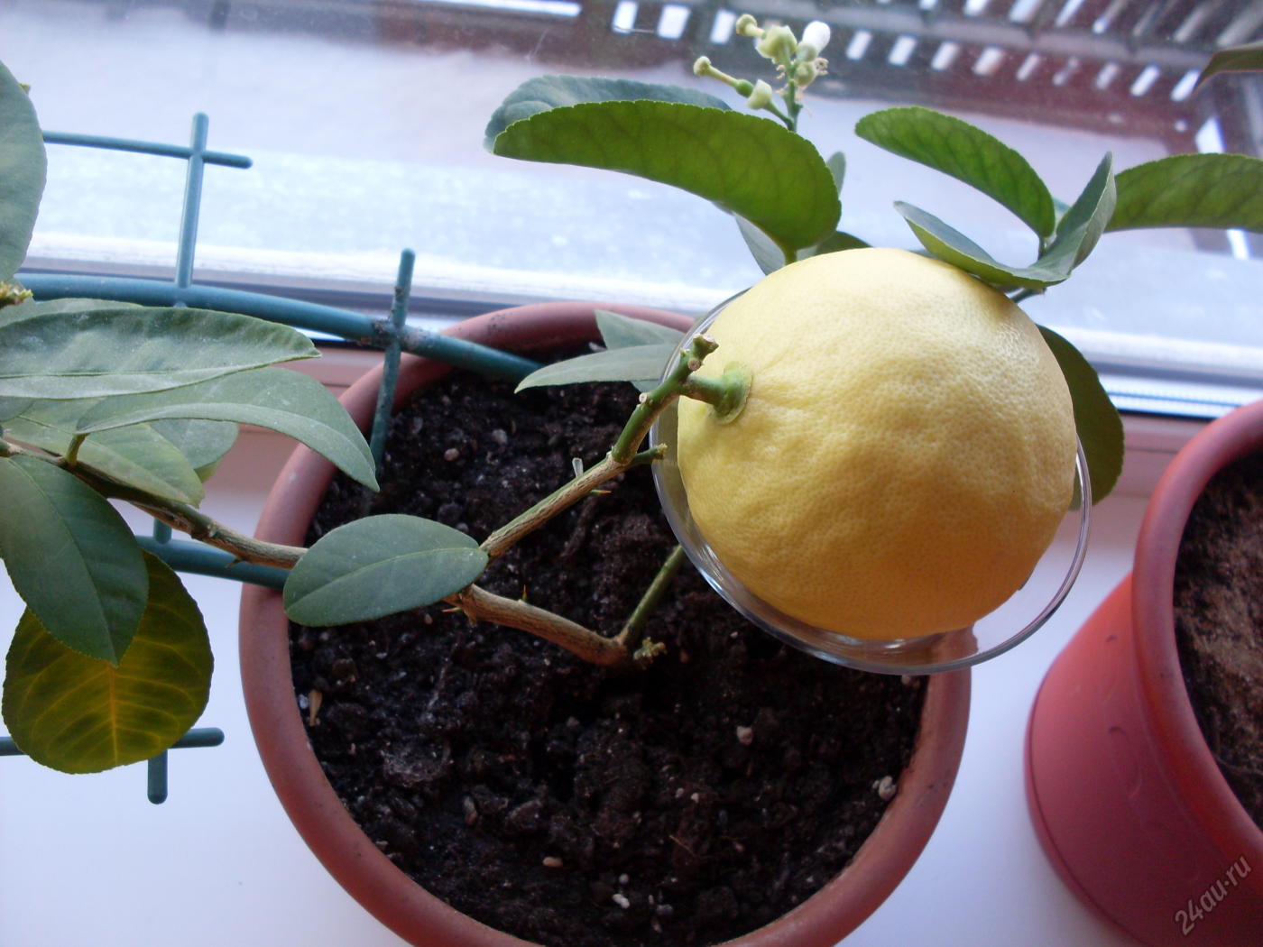 Как посадить лимон — пошаговая инструкция