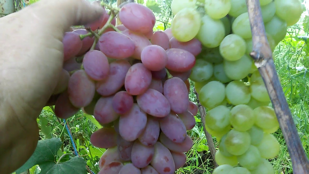 Сорт винограда антоний великий